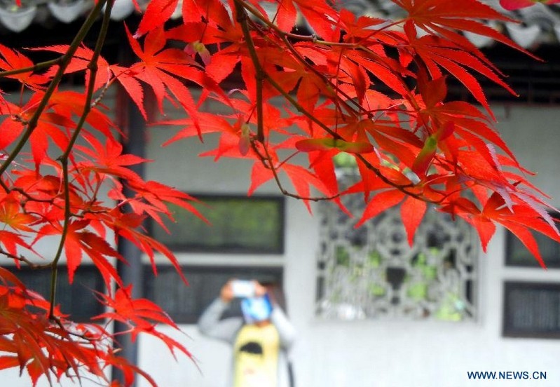 árboles de arce japonés el el jardín Zhuozhengyuan