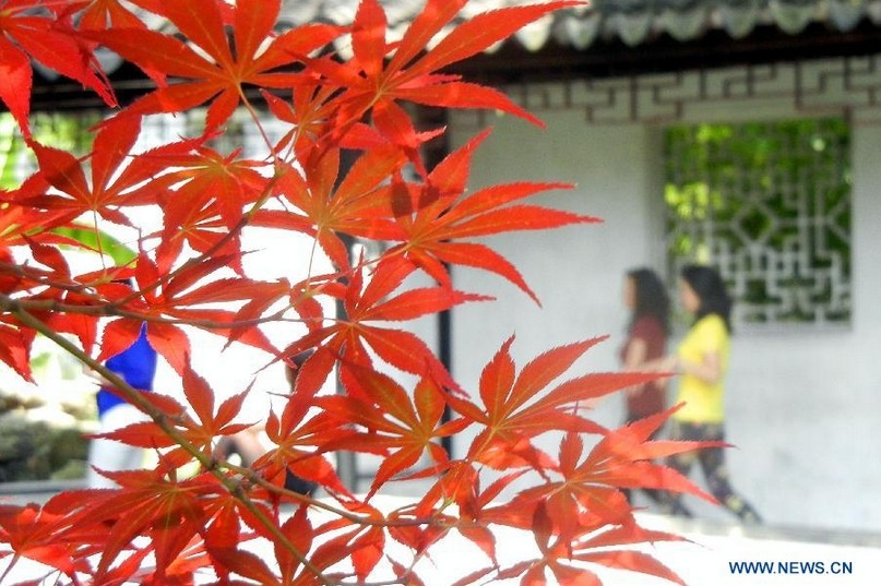 árboles de arce japonés el el jardín Zhuozhengyuan