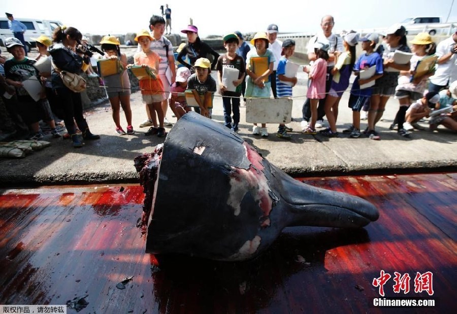 Japón inicia la campa?a de caza de ballenas en el Pacífico Norte