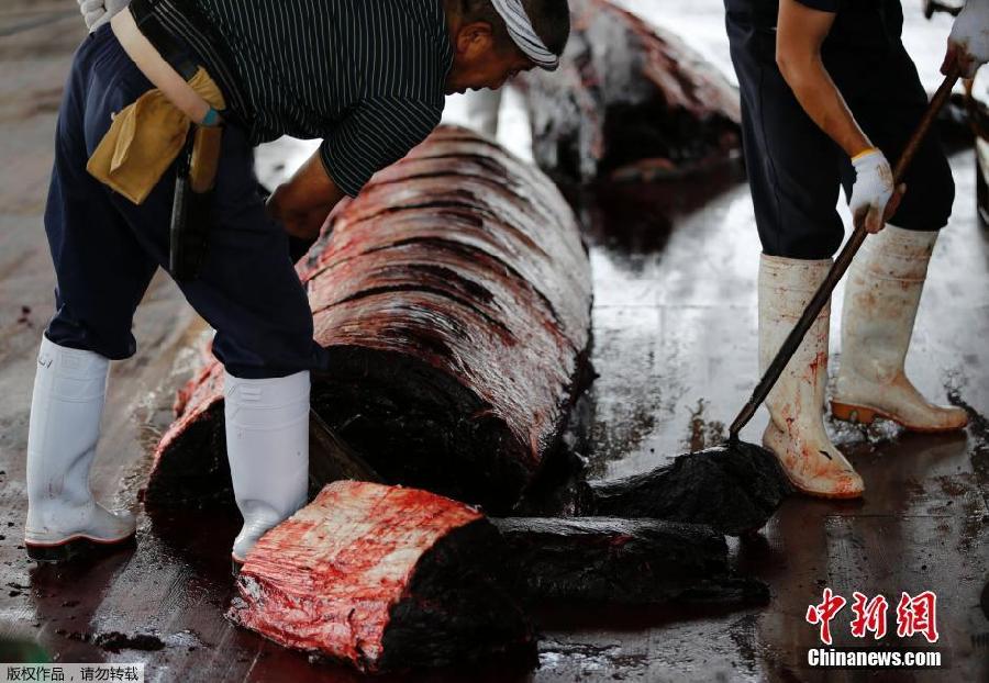 Japón inicia la campa?a de caza de ballenas en el Pacífico Norte