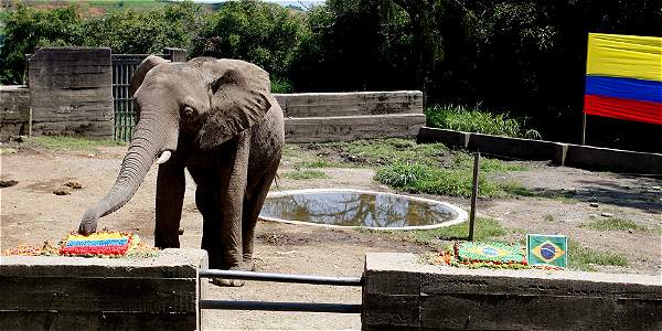 Elefante adivino predice triunfo de Colombia contra Brasil