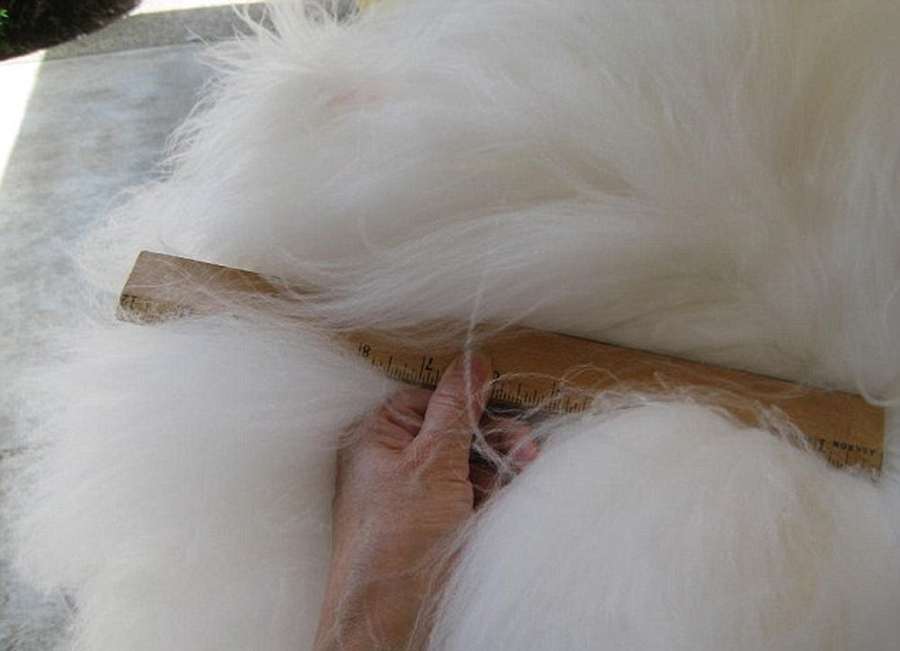 Conejo Angora con pelos largos de 25.4cm  3