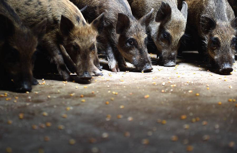 Los jabalíes comen granos de maíz. Longhua, Hebei.