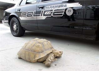 Una tortuga gigante intenta “darse a la fuga”