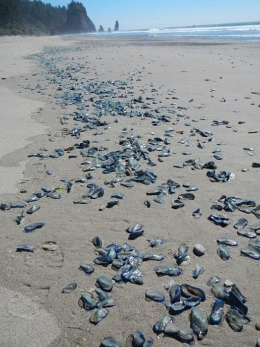 Millones de criaturas ¨Vela¨ invaden las playas de la Costa Oeste de los EEUU