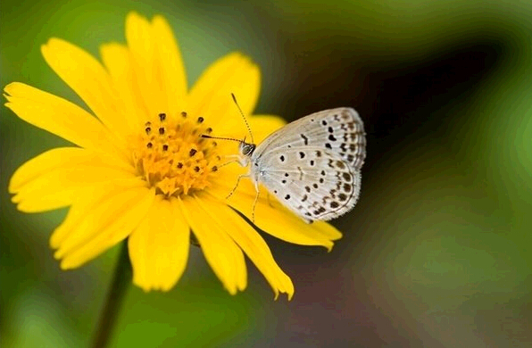 La radiación de Fukushima ha alterado incluso a las mariposas