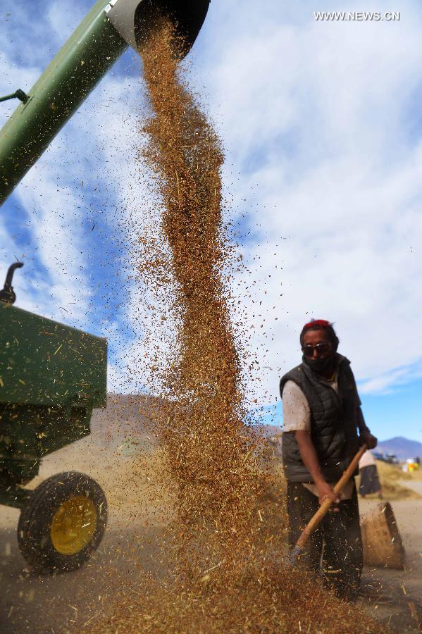 Llega la temporada de cosecha en el Tíbet