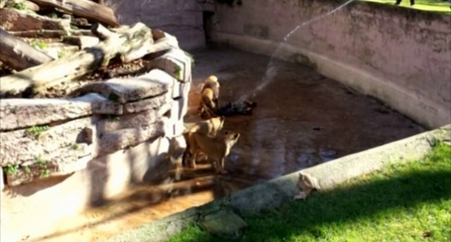 Un hombre es atacado por los leones del zoo de Barcelona