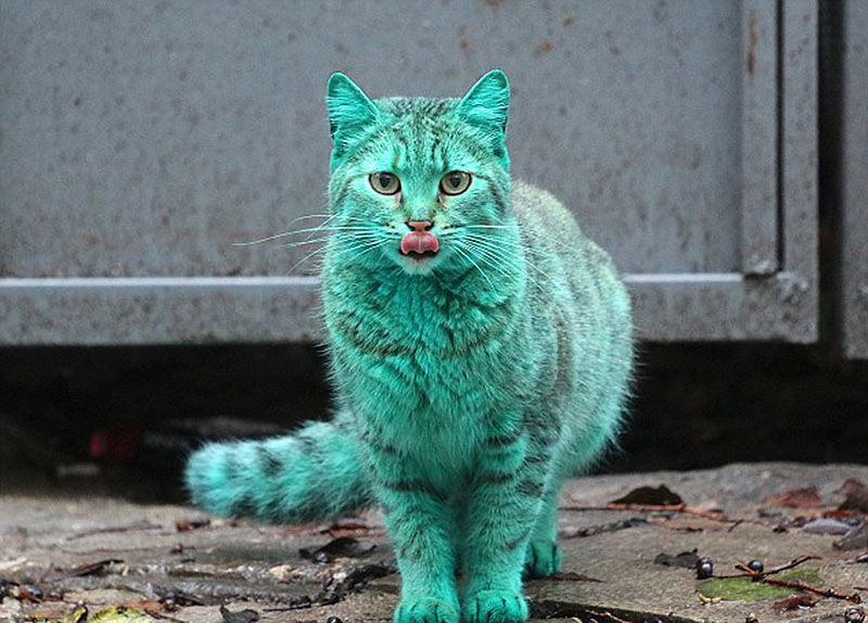 Un gato verde en Bulgaria