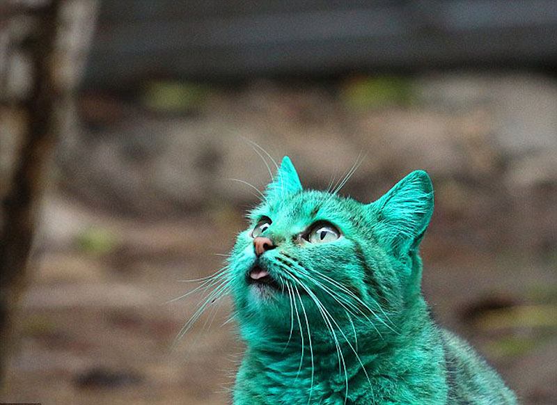 Un gato verde en Bulgaria