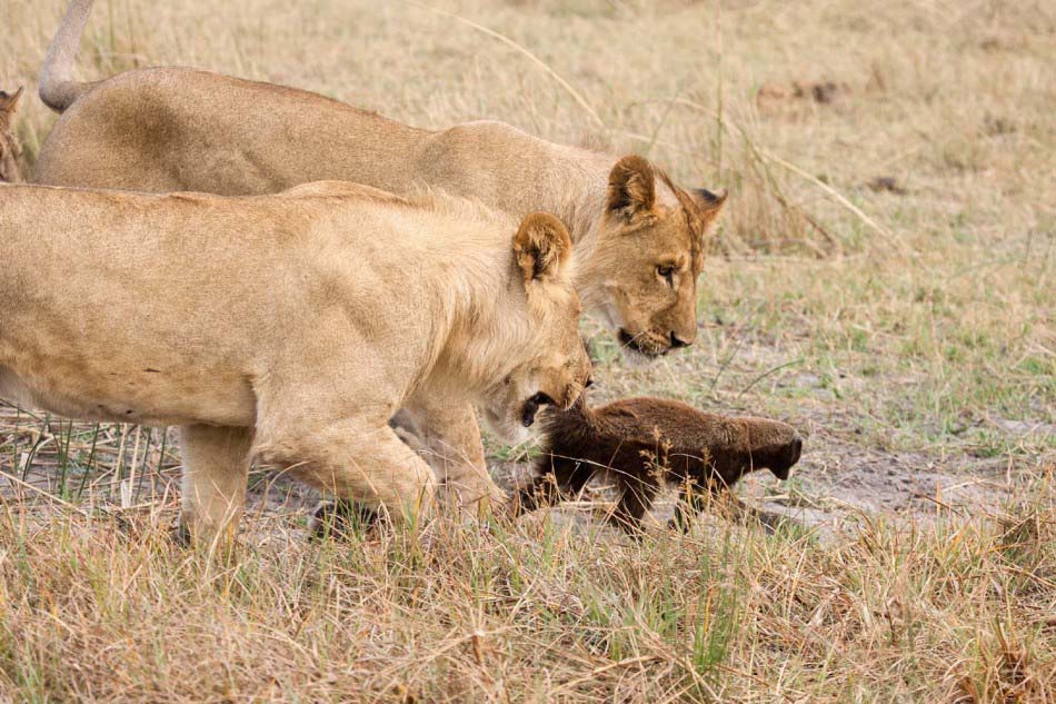 Pelea entre 1 ratel y 8 leones