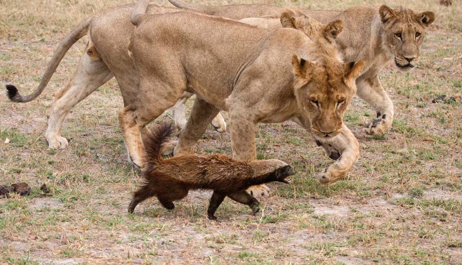 Pelea entre 1 ratel y 8 leones