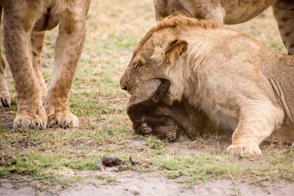 Pelea entre 1 ratel y 8 leones