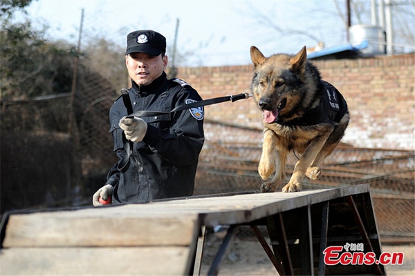 Perros policía se preparan para el éxodo de a?o nuevo chino