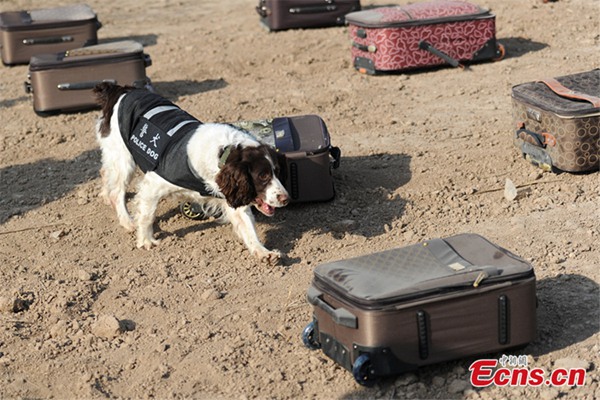 Perros policía se preparan para el éxodo de a?o nuevo chino