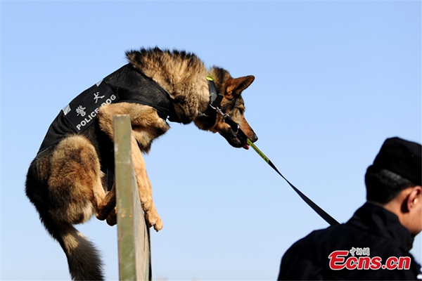 Perros policía se preparan para el éxodo de a?o nuevo chino