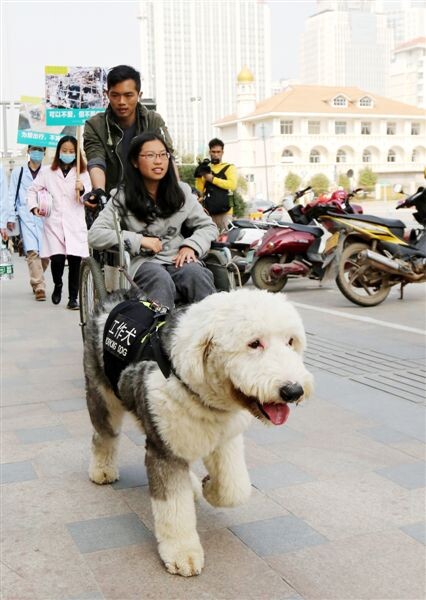 Perros policía se preparan para el éxodo de a?o nuevo chino