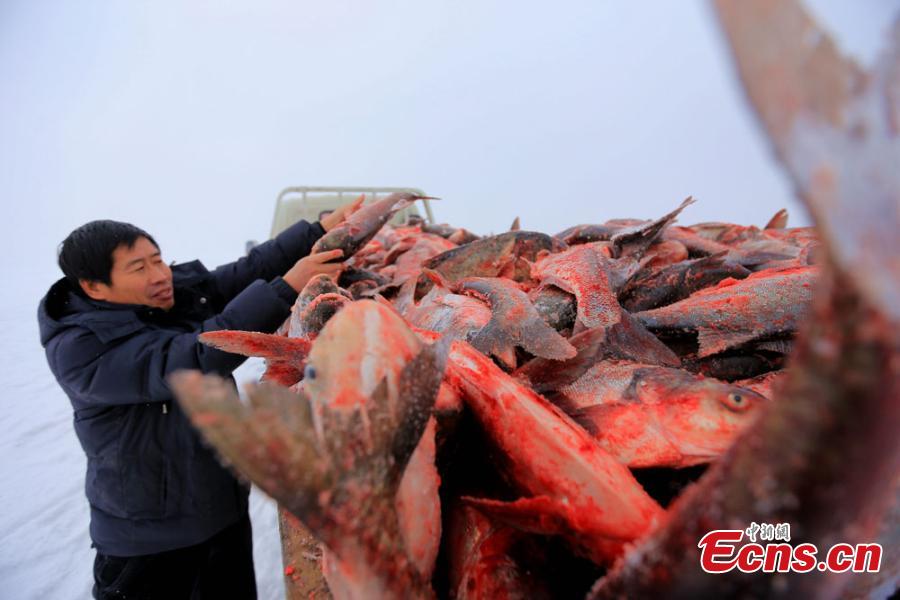 Temporada alta de pesca en los lagos de Xinjiang