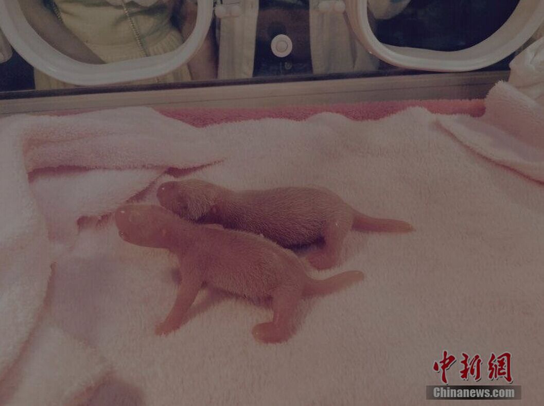 Primer par de gemelos de panda de 2015 nacen en Chengdu