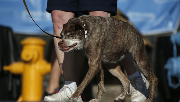 Un concurso premia al "perro más feo"