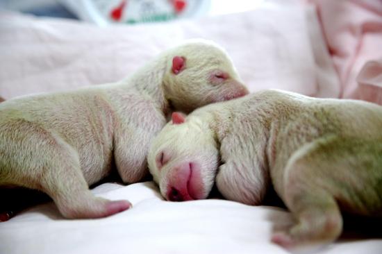 Oso polar da a luz a cachorros gemelos