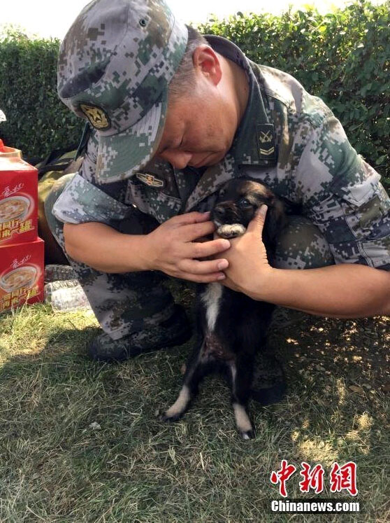 El perrito rescatado en explosiones de Tianjin