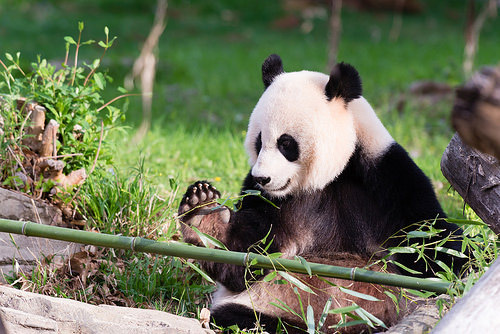 Panda gigante de Washington podría dar a luz pronto