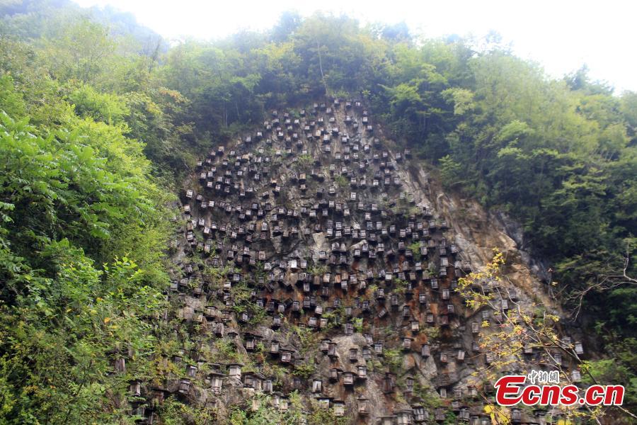 Impresionante pared de colmenas en una reserva natural