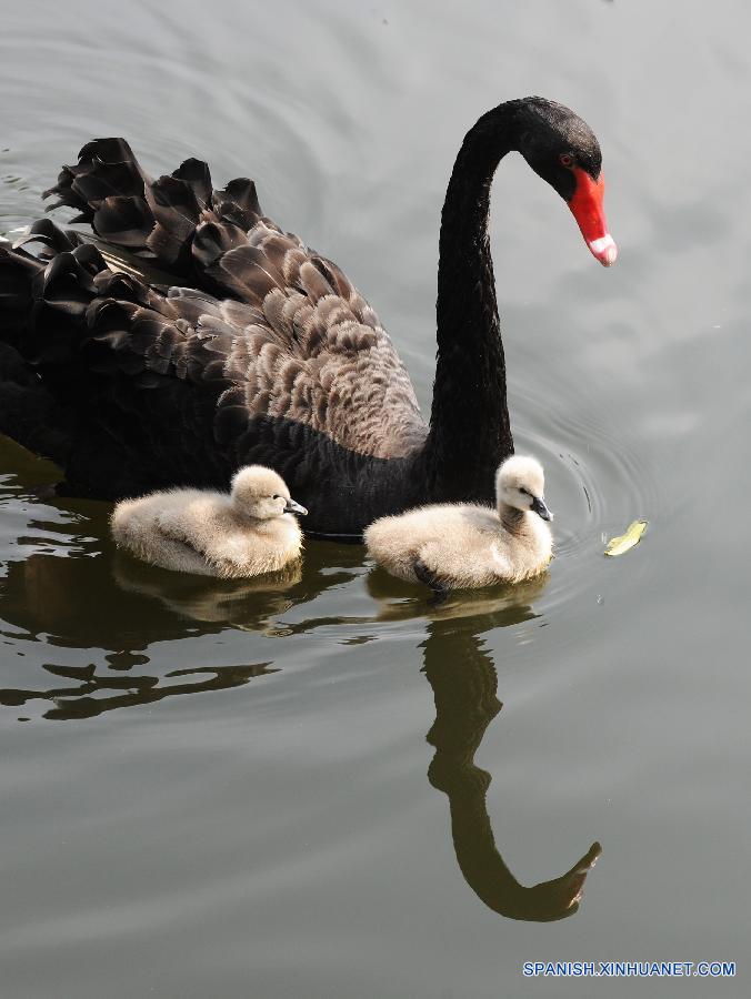 Hermosos cisnes en Zoo de Suzhou, Jiangsu