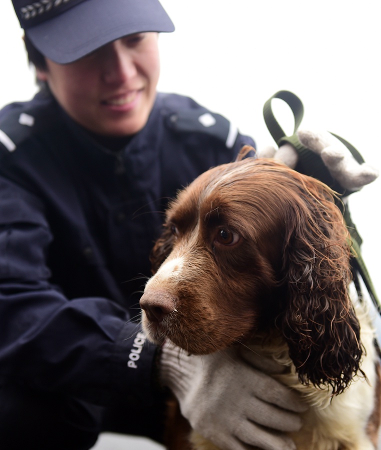 Abre la base de entrenamiento de perros policía en Shenyang