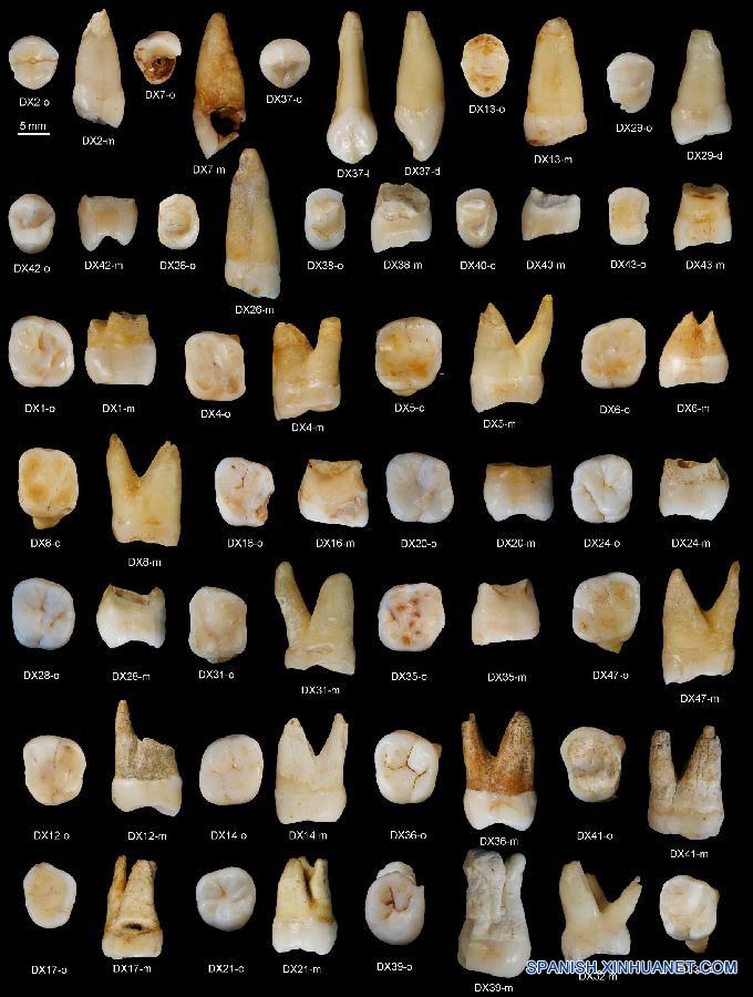 Fósiles de dientes cubren lagunas sobre evolución humana