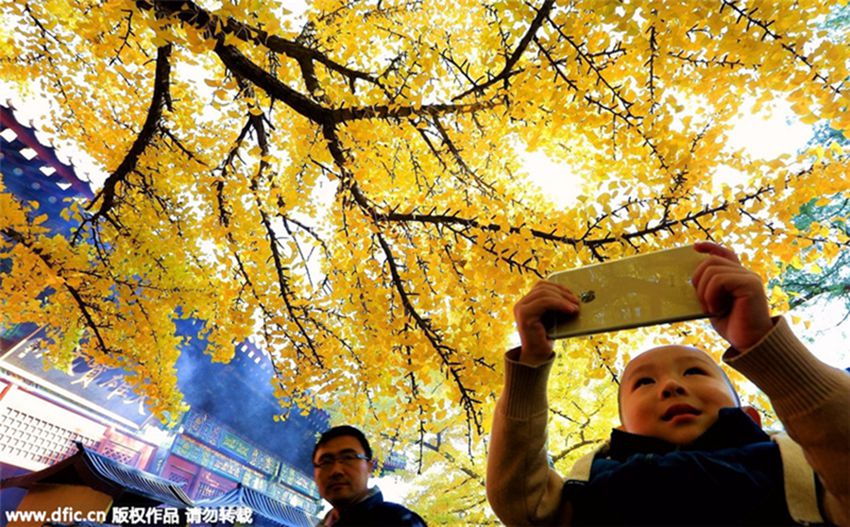 árboles milenarios de Gingko atraen a turistas en Pekín