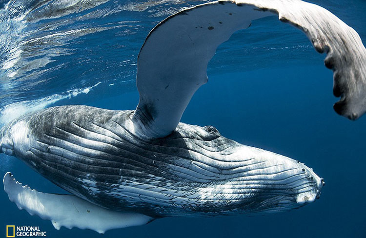 Obras maravillosas del Concurso de la Fotografía de National Geographic 2015