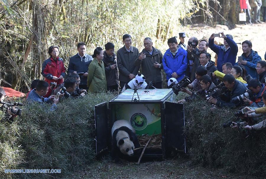 Liberada en la naturaleza panda Hua Jiao