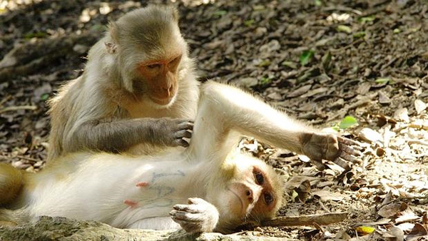 Descubren el lugar del cerebro donde se origina la generosidad