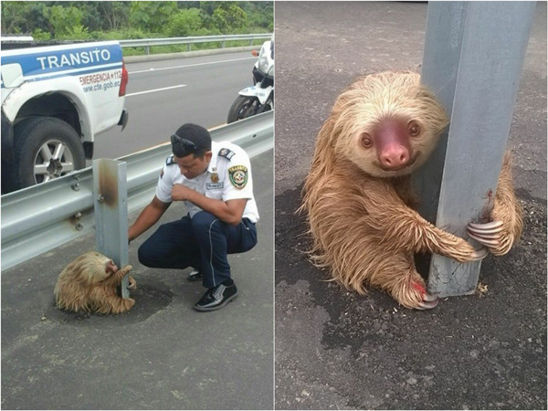 Imagen de un oso perezoso en Ecuador se convierte en fenómeno viral