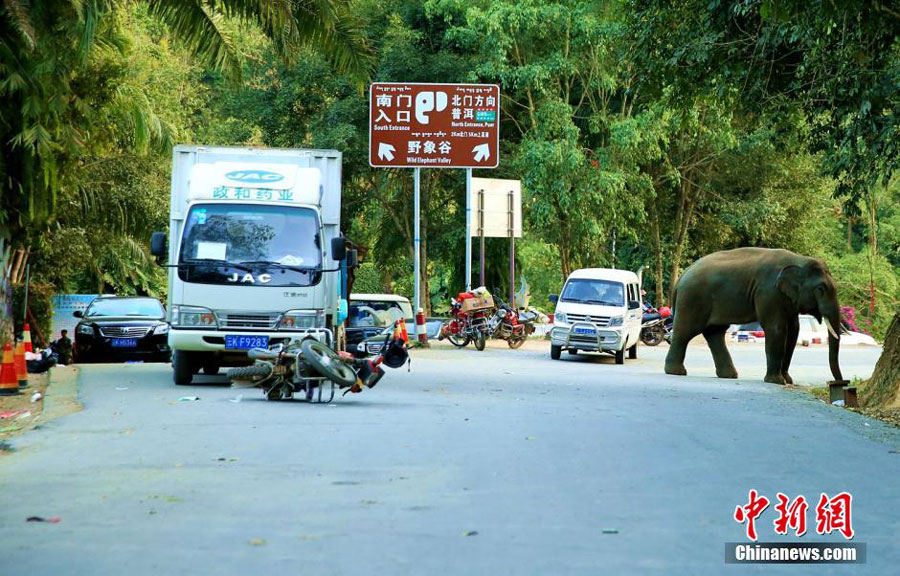 Elefante despechado vuelve a destrozar varios coches en Yunnan