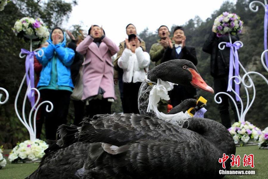 Dos cisnes negros se casan en Hunan