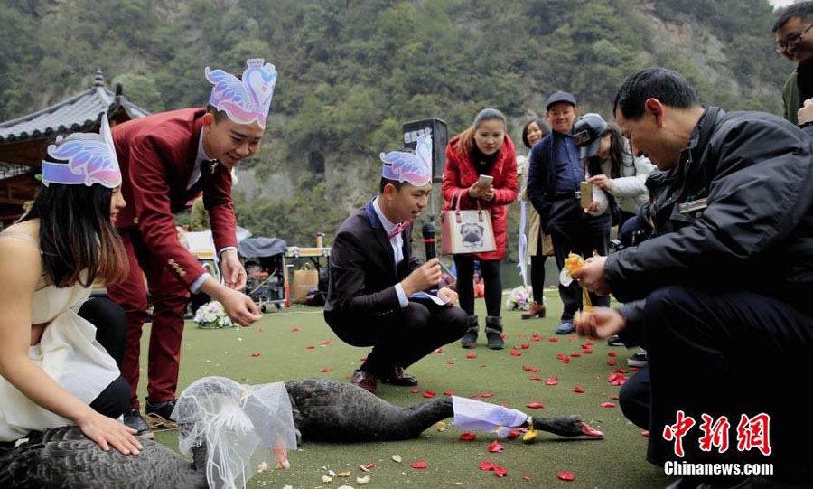 Dos cisnes negros se casan en Hunan