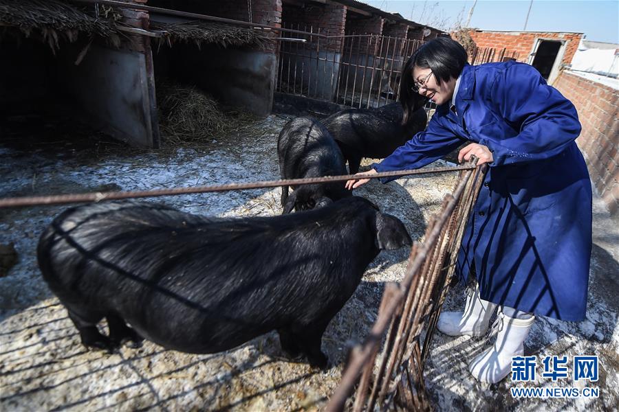 Bu limpia las pocilgas en la granja, el 23 de febrero de 2016. [Foto/Xinhua]