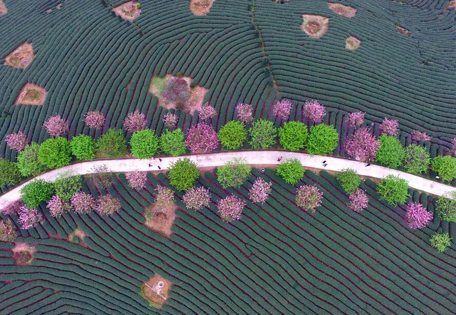 Paisaje del cerezo en flor 
y jardín de té en Fujian