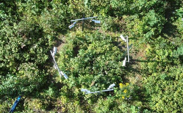 Las plantas se adaptan mejor de lo esperado al cambio climático