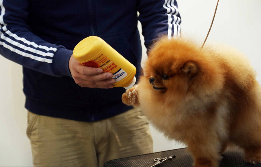 Pruebas clasificatorias de limpieza de patas de mascotas durante la Feria Internacional de Mascotas 2016 en Shanghai, el 17 de marzo.