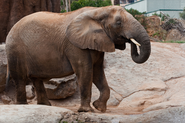 Zoológico de Praga fabricará papel de estiércol de elefante