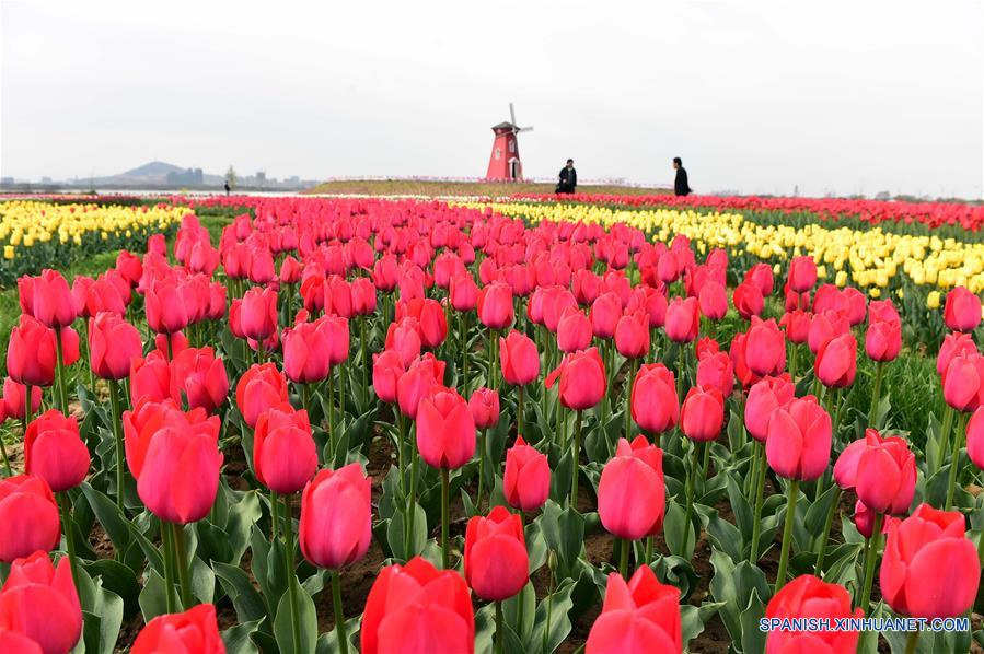 Tulipanes en plena floración en Anhui