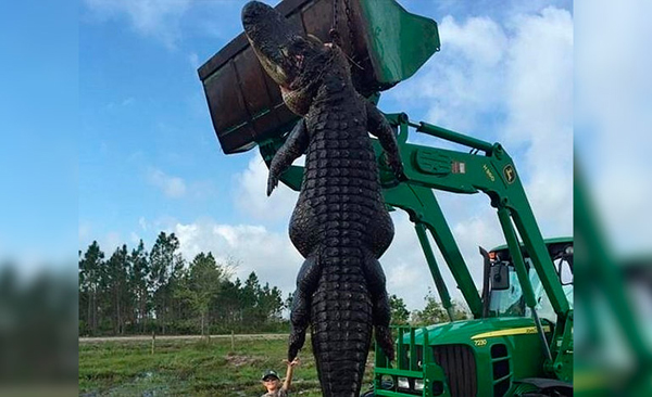 El monstruoso caimán hallado en Florida 
que deja atónitos a todos en Facebook