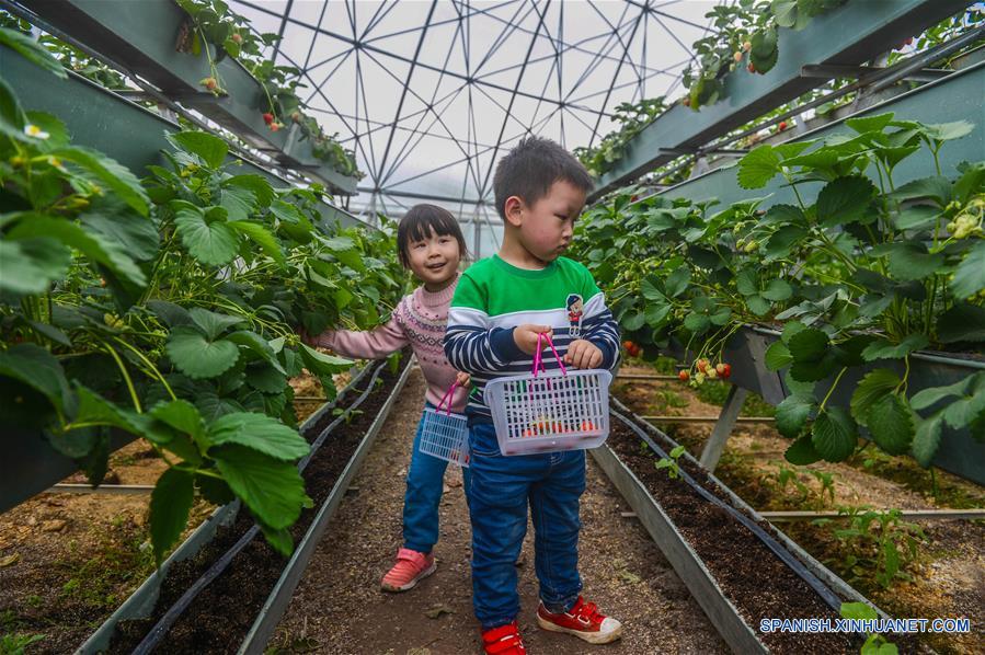 ZHEJIANG, 10 abr (Xinhua) -- Ni?os recolectan fresas en un invernadero en forma de domo, en el condado de Tiantai, en la provincia de Zhejiang, en el este de China, el 9 de abril de 2016. Nueve invernaderos en forma de domo, con el tema "Espacio Exterior" en el condado de Tiantai, se han convertido en puntos turísticos ya que los visitantes pueden disfrutar el paisaje de primavera y comer de las frutas frescas. (Xinhua/Xu Yu)