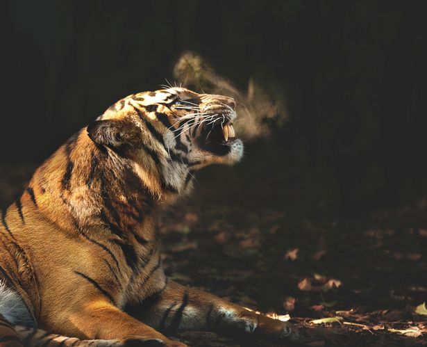 Imágenes impresionantes de animales bajo lentes de Arthur Xanthopoulos