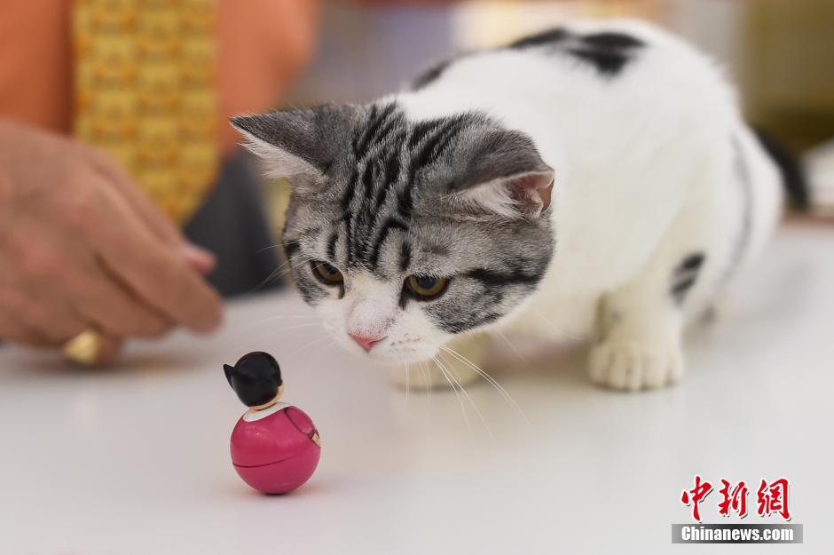 Encuentra tu favorito en el concurso de gatos de Taiyuan