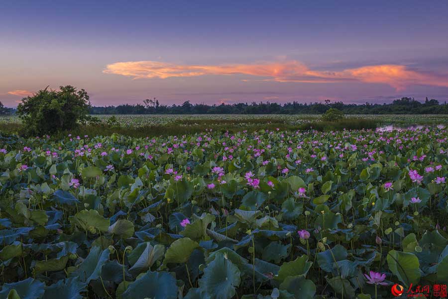 Flores de loto de verano en Haikou